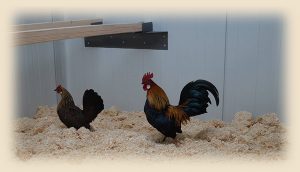 Huehner im Huehnerstall