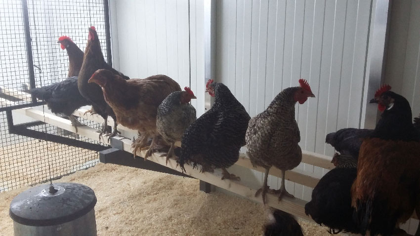 hühnerstall - hühner auf der sitzstange - heinicoop