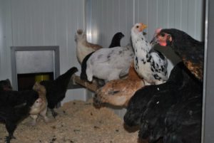 Junghuehner Sitzstange im Huehnerstall