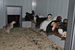 Kueken Sitzstange im Huehnerstall