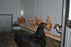 Sitzstange im Huehnerstall mit Kueken
