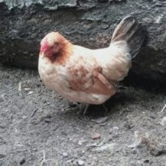 Huhn bei Sascha Winkler Garten und Landschaftsbau