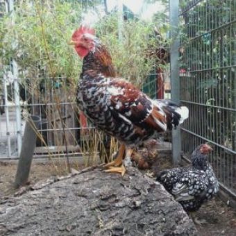 Huhn bei Sascha Winkler Garten und Landschaftsbau