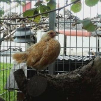 Huhn bei Sascha Winkler Garten und Landschaftsbau