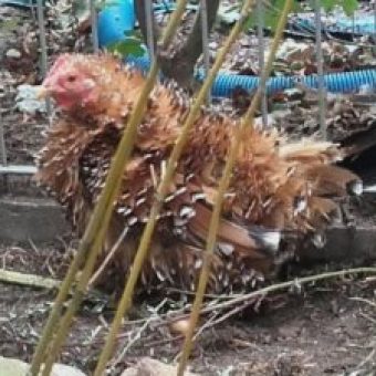 Huhn bei Sascha Winkler Garten und Landschaftsbau