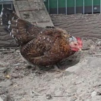 Huhn bei Sascha Winkler Garten und Landschaftsbau