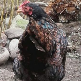 Huhn bei Sascha Winkler Garten und Landschaftsbau