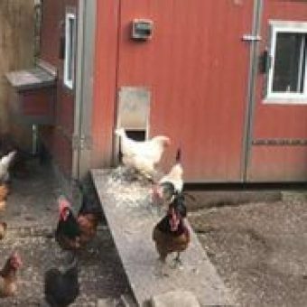 HeiniCoop Huehnerstaelle im Garten