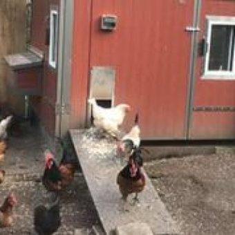 HeiniCoop Huehnerstaelle im Garten