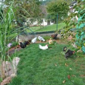 Huehner im Garten