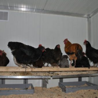 Hühner Sitzstangen - Hühnerställe artgerecht Bauen