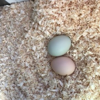 Hühner bunte Eier