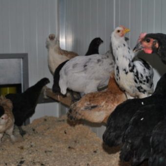 Junghühner Sitzstange im Hühnerstall