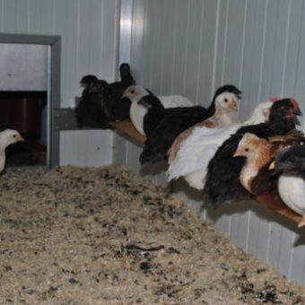 Küken Sitzstange im Hühnerstall