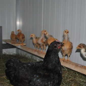 Sitzstange im Hühnerstall mit Küken