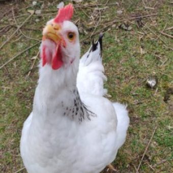 Huhn
