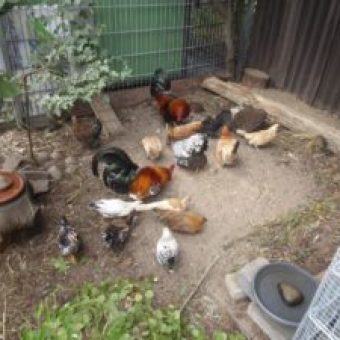 Huhn bei Sascha Winkler Garten und Landschaftsbau