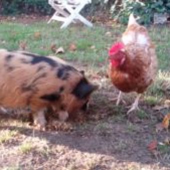 Huhn und Schwein