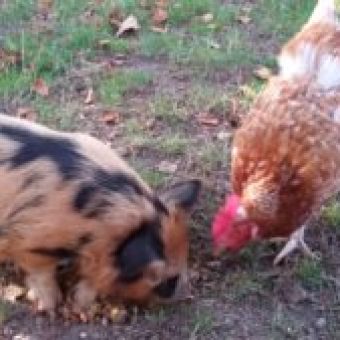 Huhn und Schwein