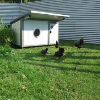 Huehnerstall Cero