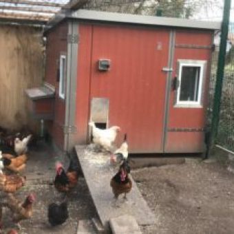 HeiniCoop Huehnerstaelle im Garten