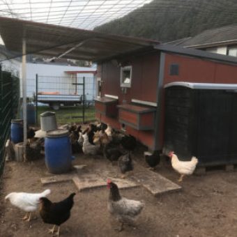 HeiniCoop Huehnerstaelle im Garten
