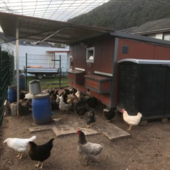 HeiniCoop Huehnerstaelle im Garten