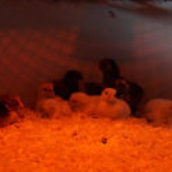 Kuekenheim fuer die Aufzucht von Kueken ohne Glucke - mit Waermelampe